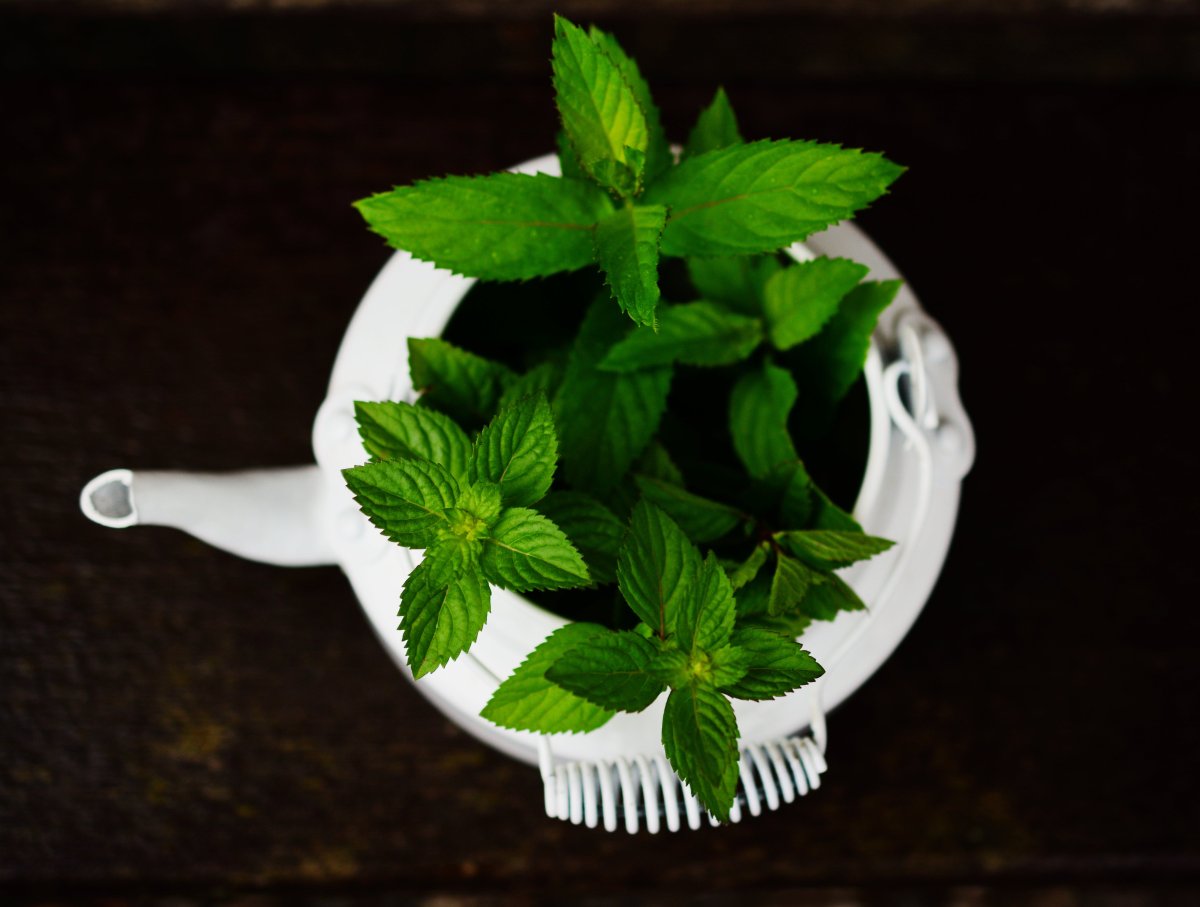 Мята перечная (Mentha piperita)