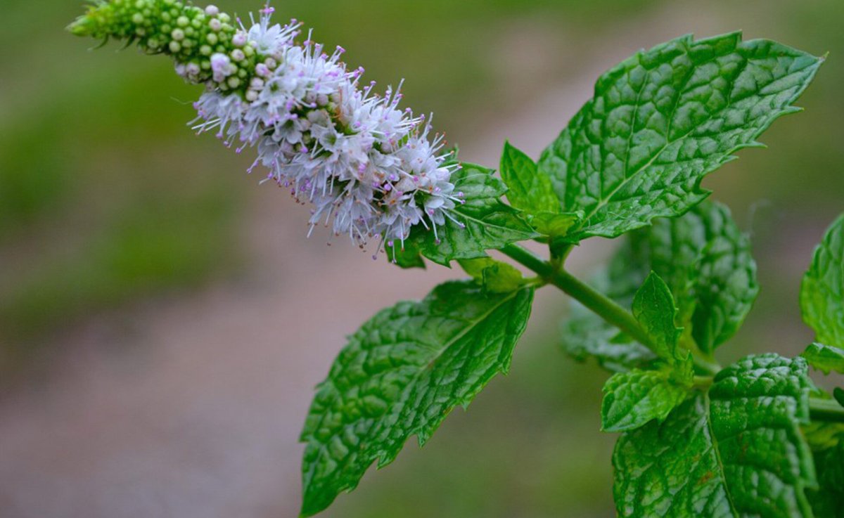 Мята перечная