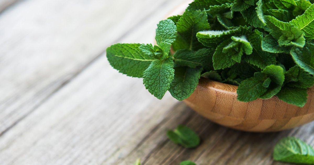 Мята перечная трава