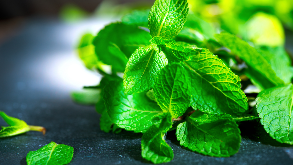 Мята перечная цветок