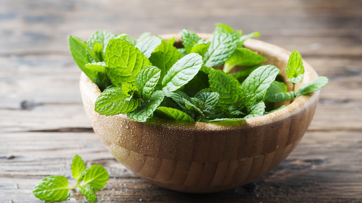 Mentha spicata "Spearmint