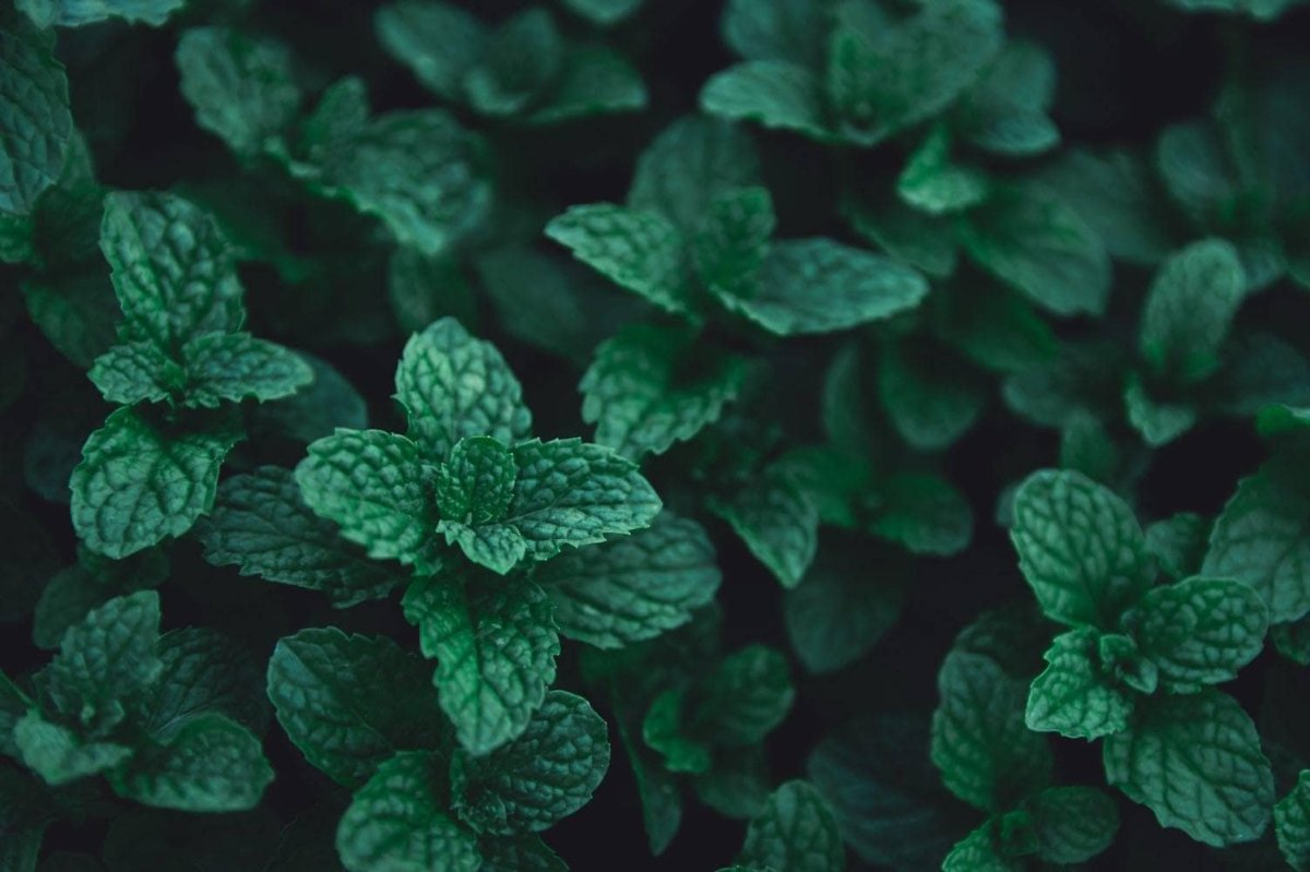 Кокути Пудина