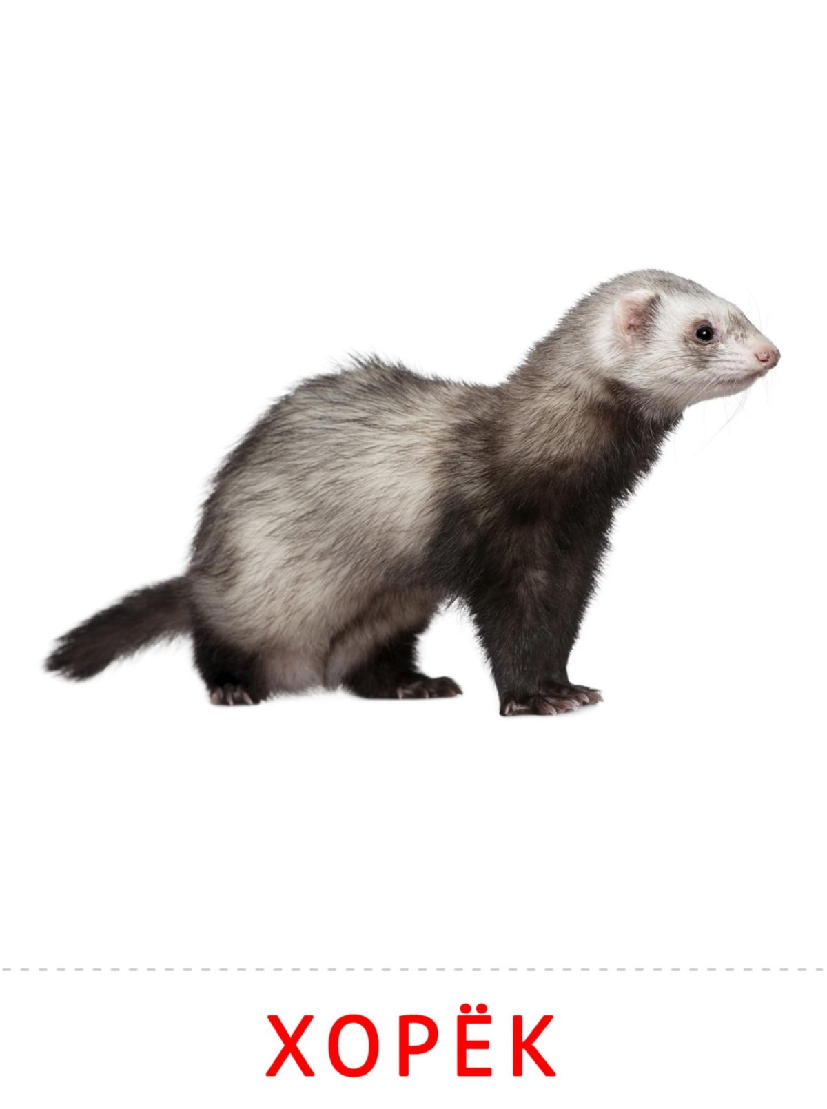 Хорек картинка для детей