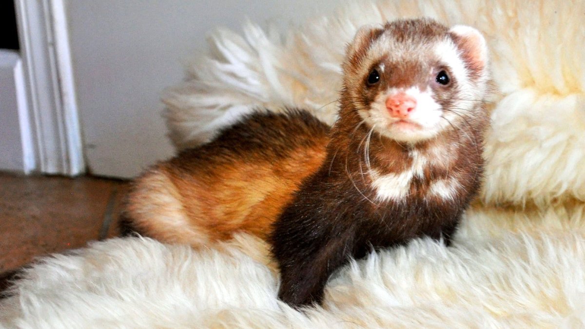 Хорек облизывается