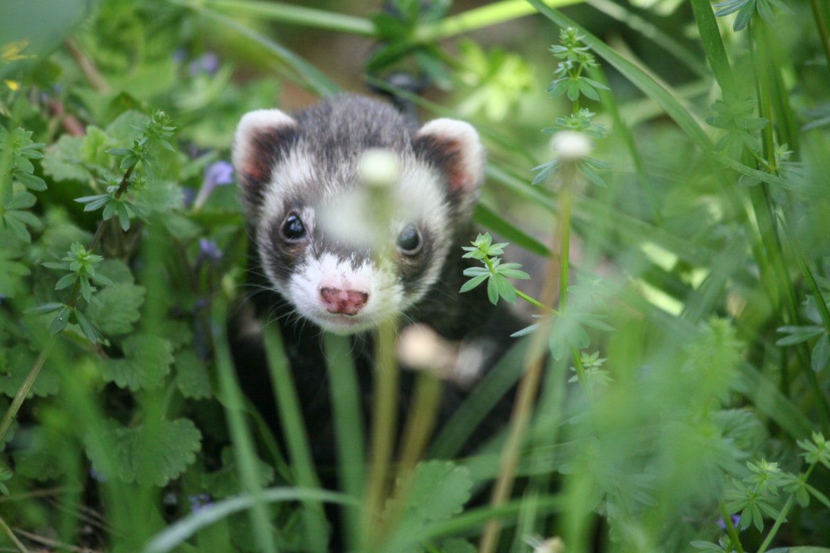Хорек Арлекин