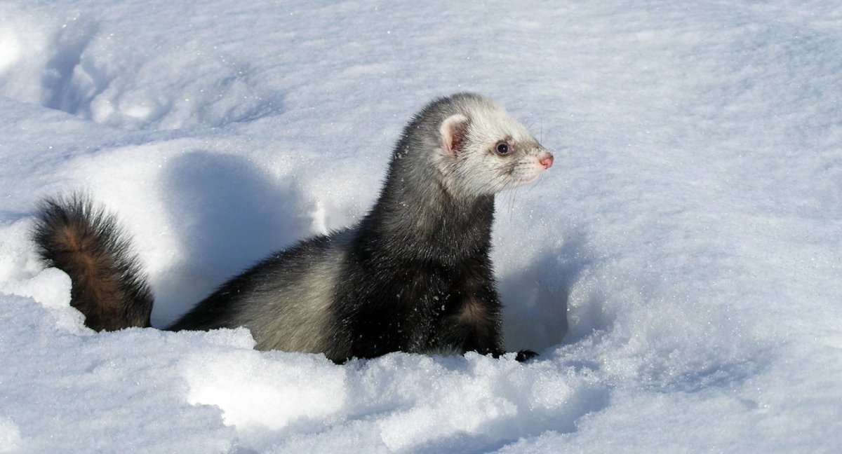 Хорек для детей