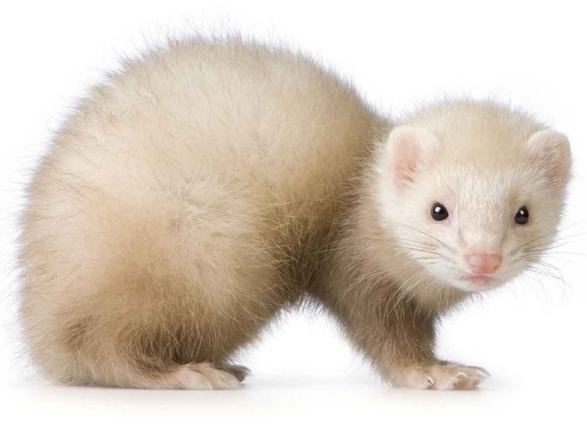 Солонгой Забайкальский рисунок