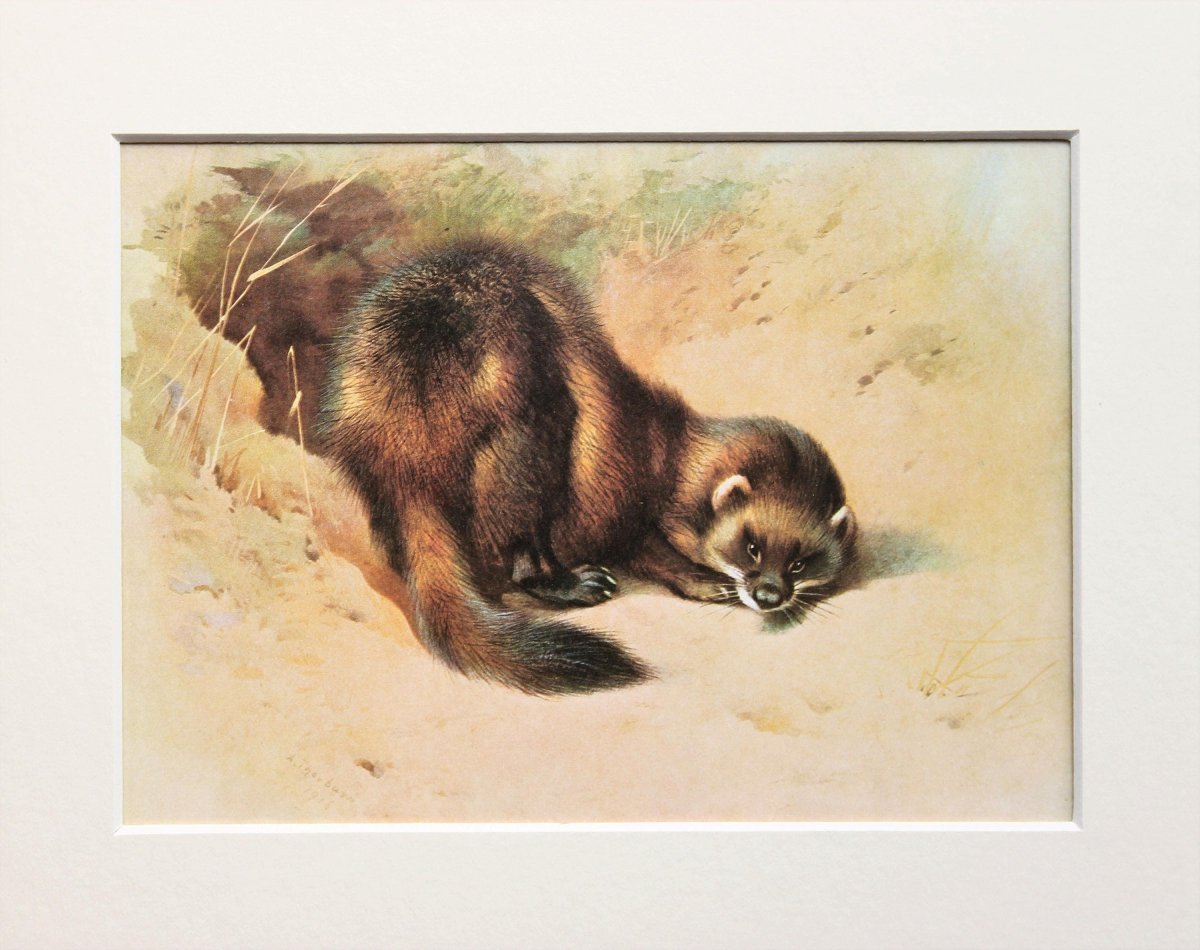 Хорек мультяшный