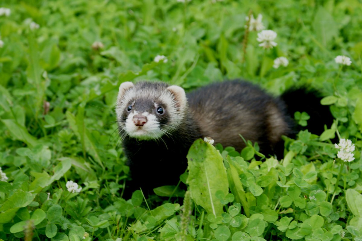 Лесной хорёк