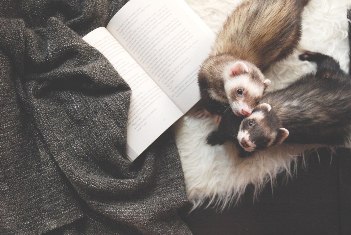 Хорь на белом фоне