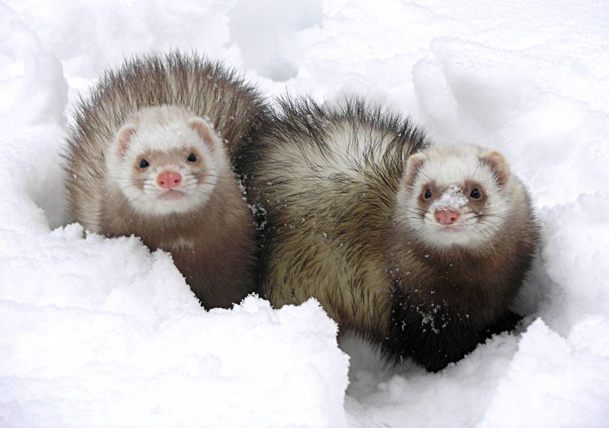 Фретка прозрачном фоне