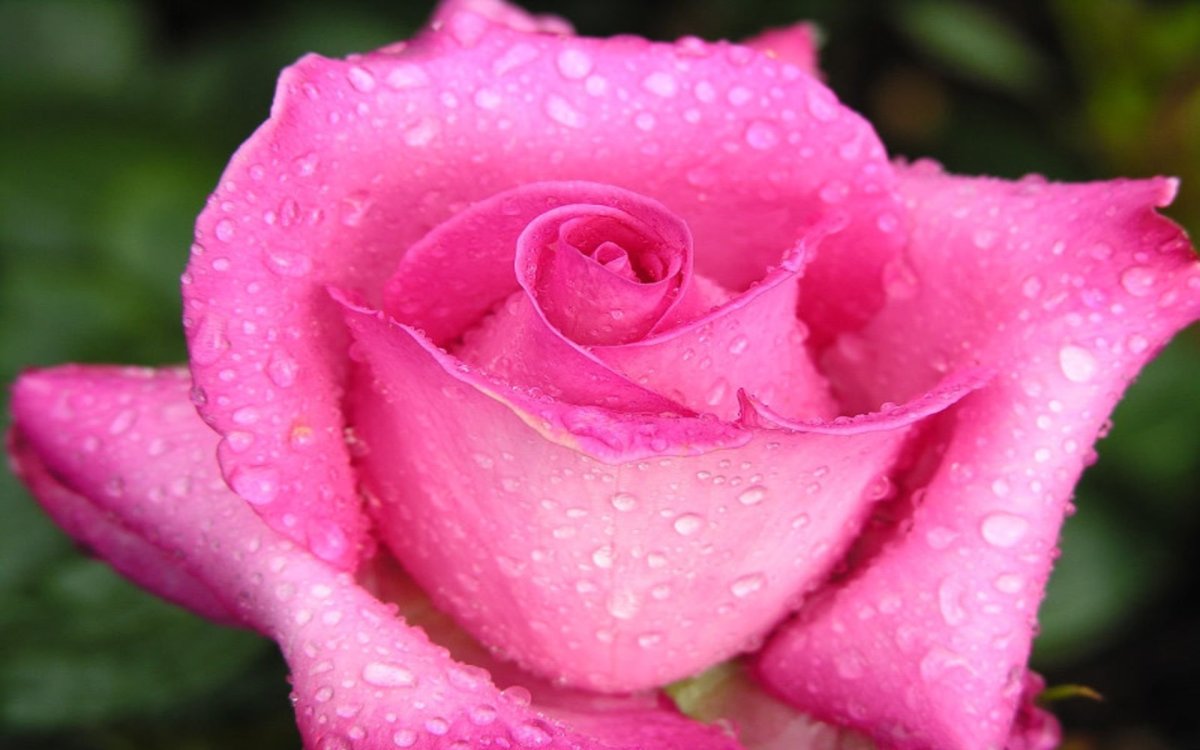 Красивые цветы