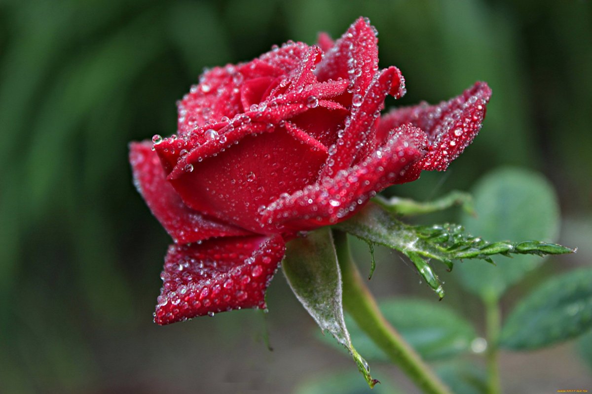 Роза в росе