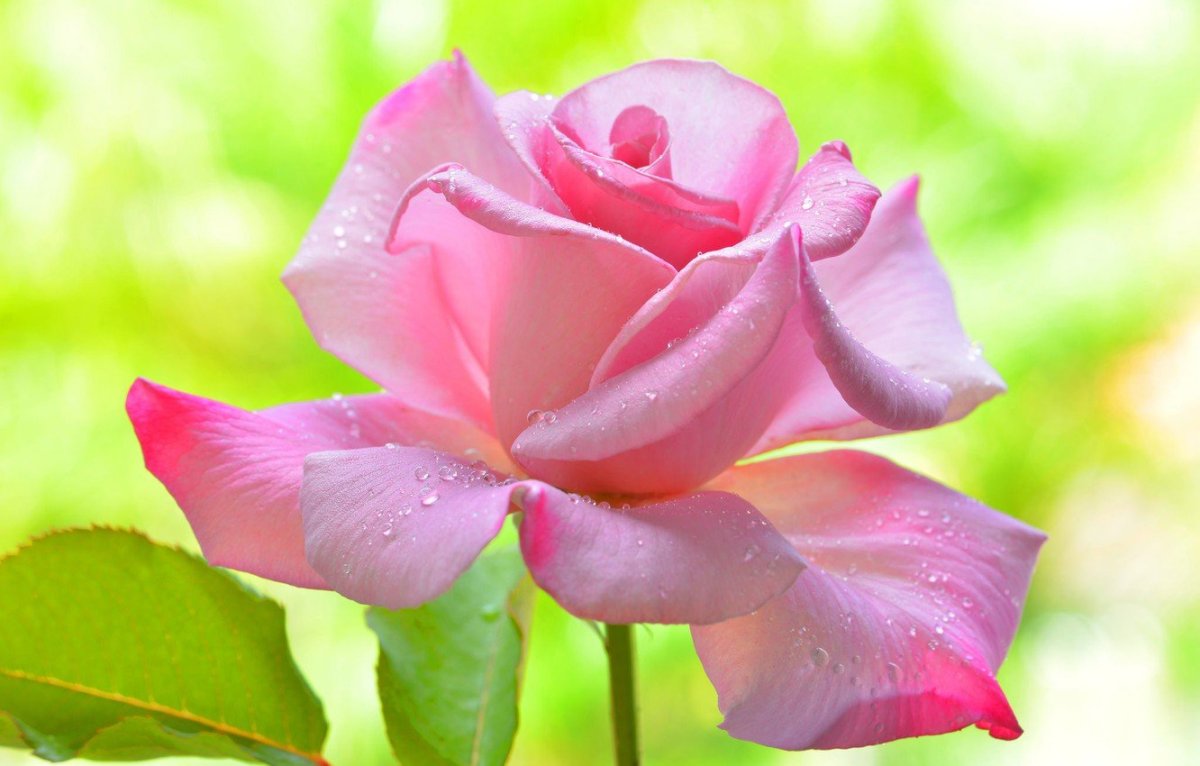 Фоновый рисунок на рабочий стол розы