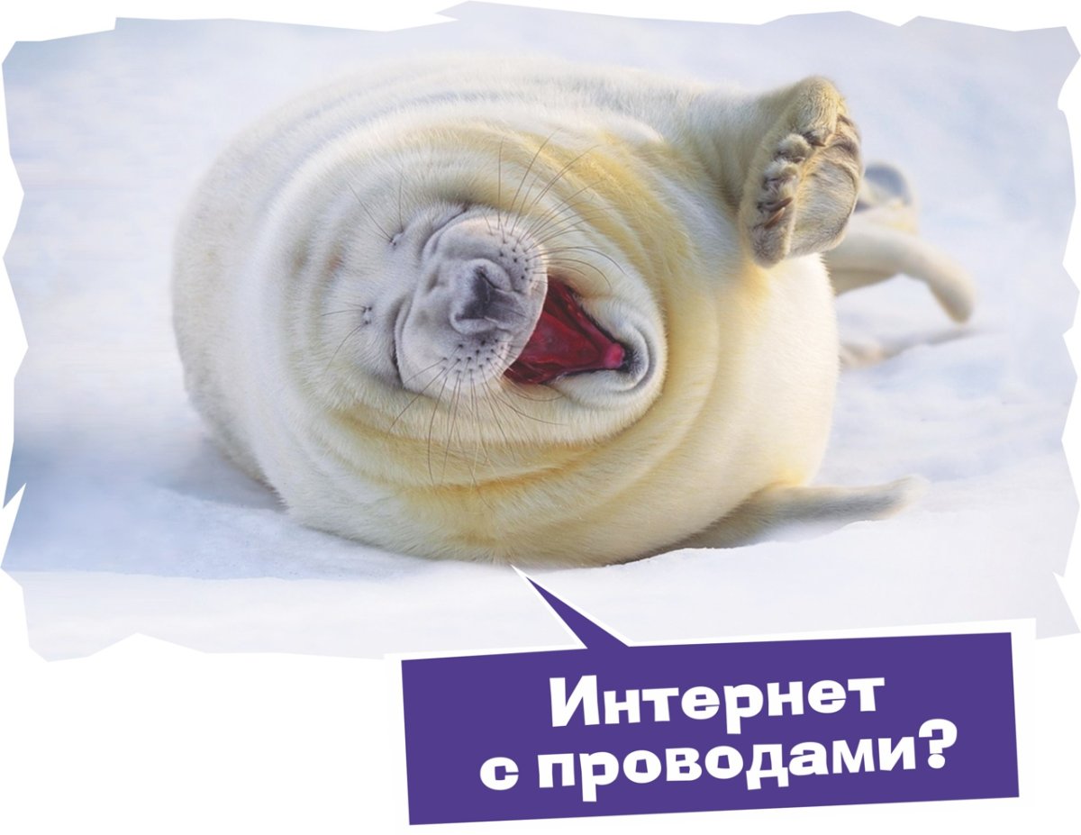 Морской котик