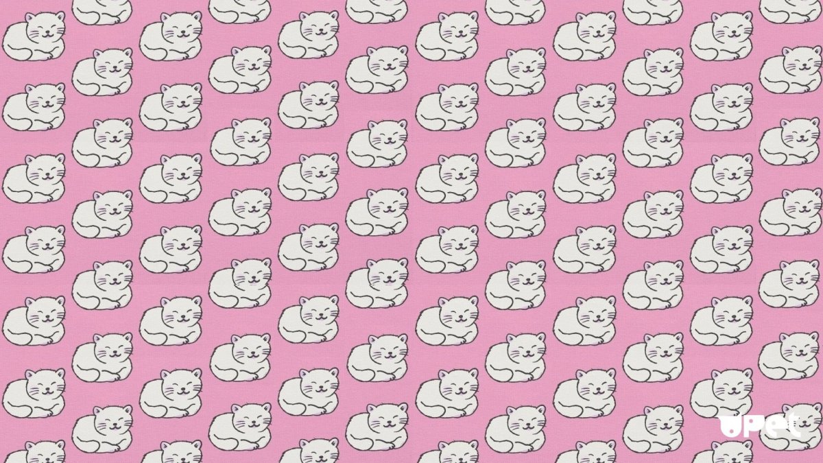 Фон с котиками