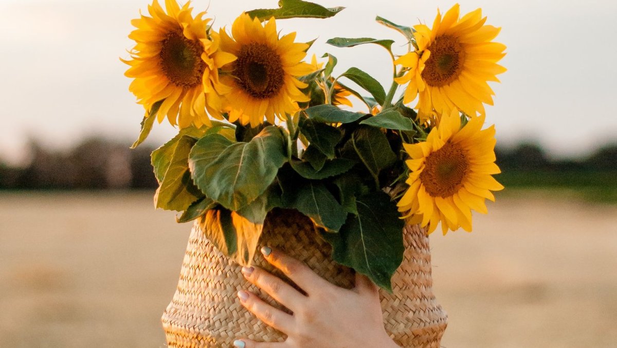 Подсолнухи на рабочий стол