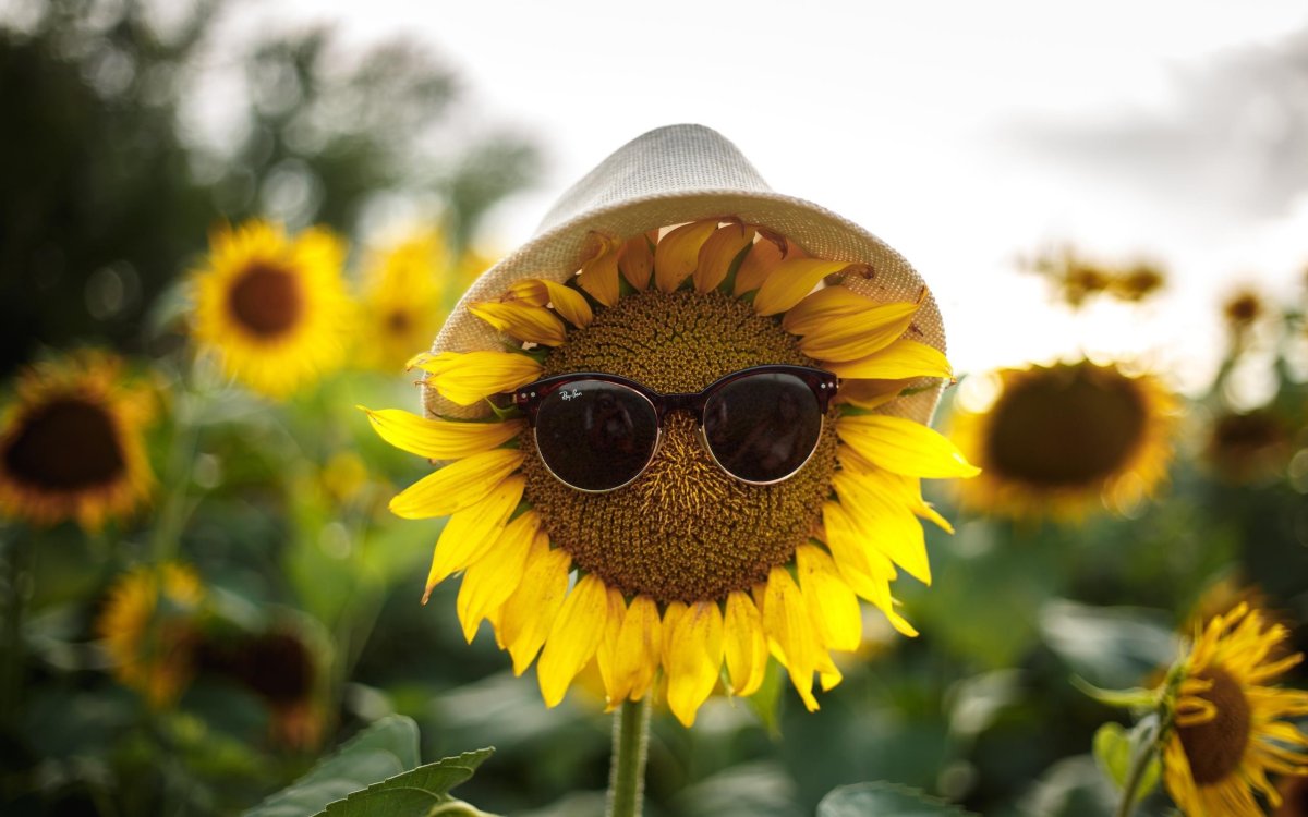 Доброе утро Подсолнухи