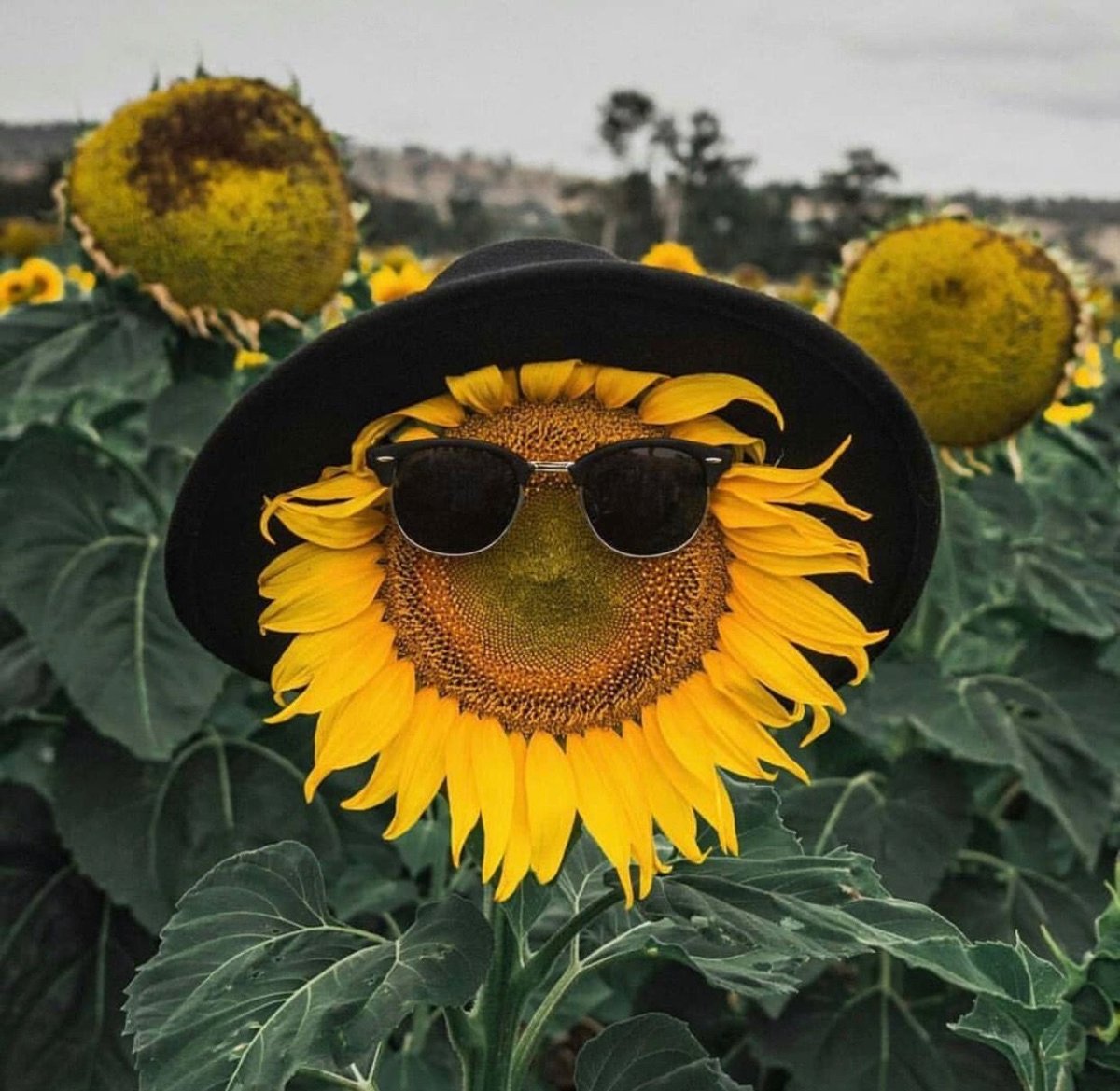 Очки Подсолнухи