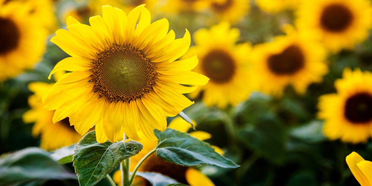 Букет подсолнухов Эстетика