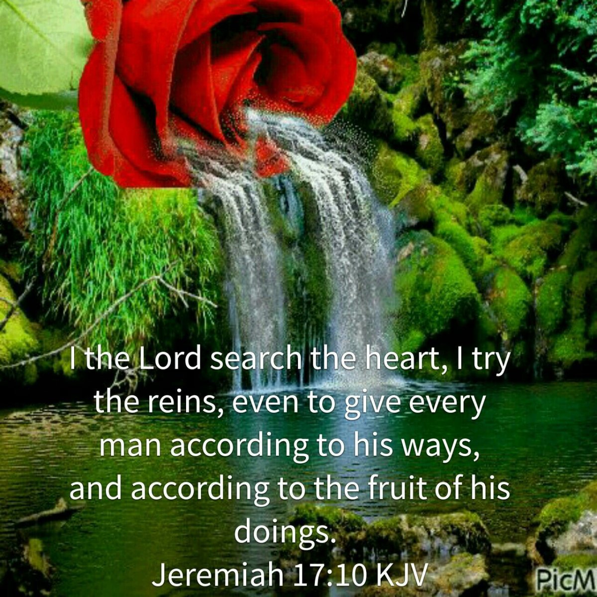 Розы водопад природа