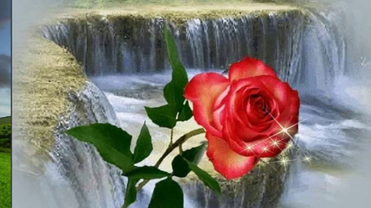 Розы водопад
