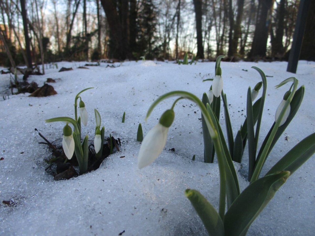 Таганай подснежники