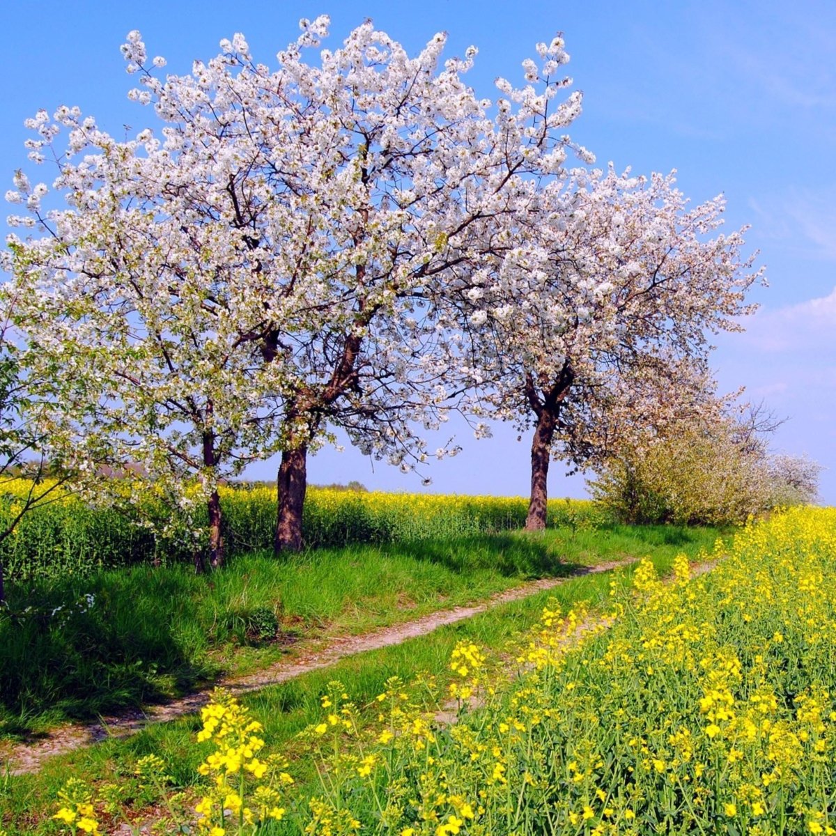 Весна природа деревья