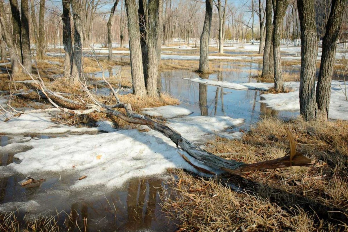 С наступлением весны