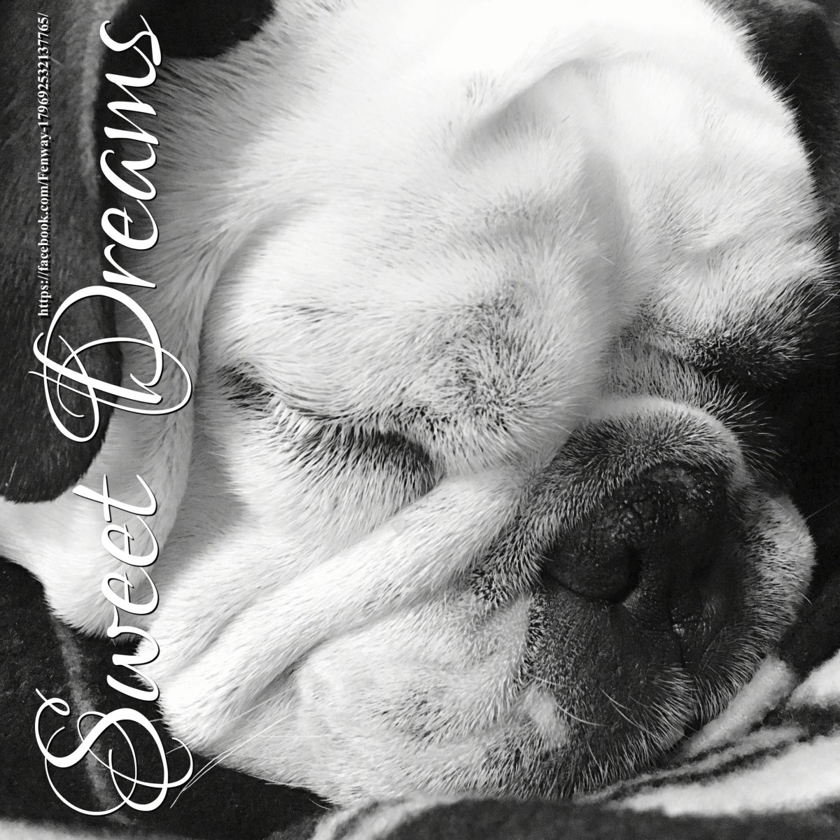 Good Night щенок