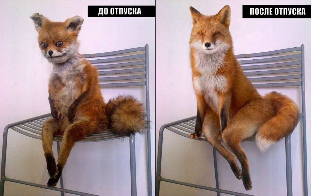 Привет котик