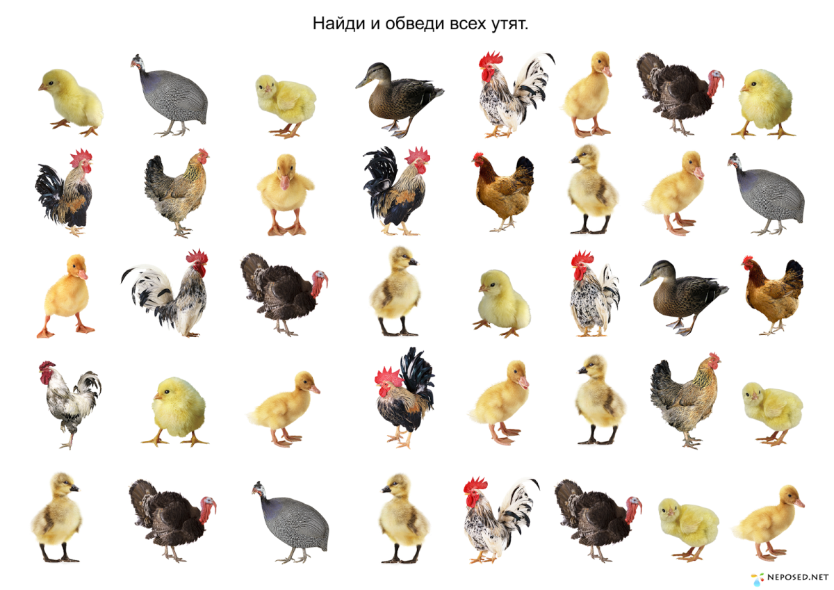 Курица с цыплятами