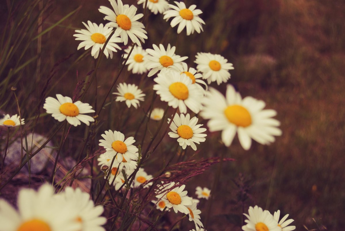 Ромашки обои