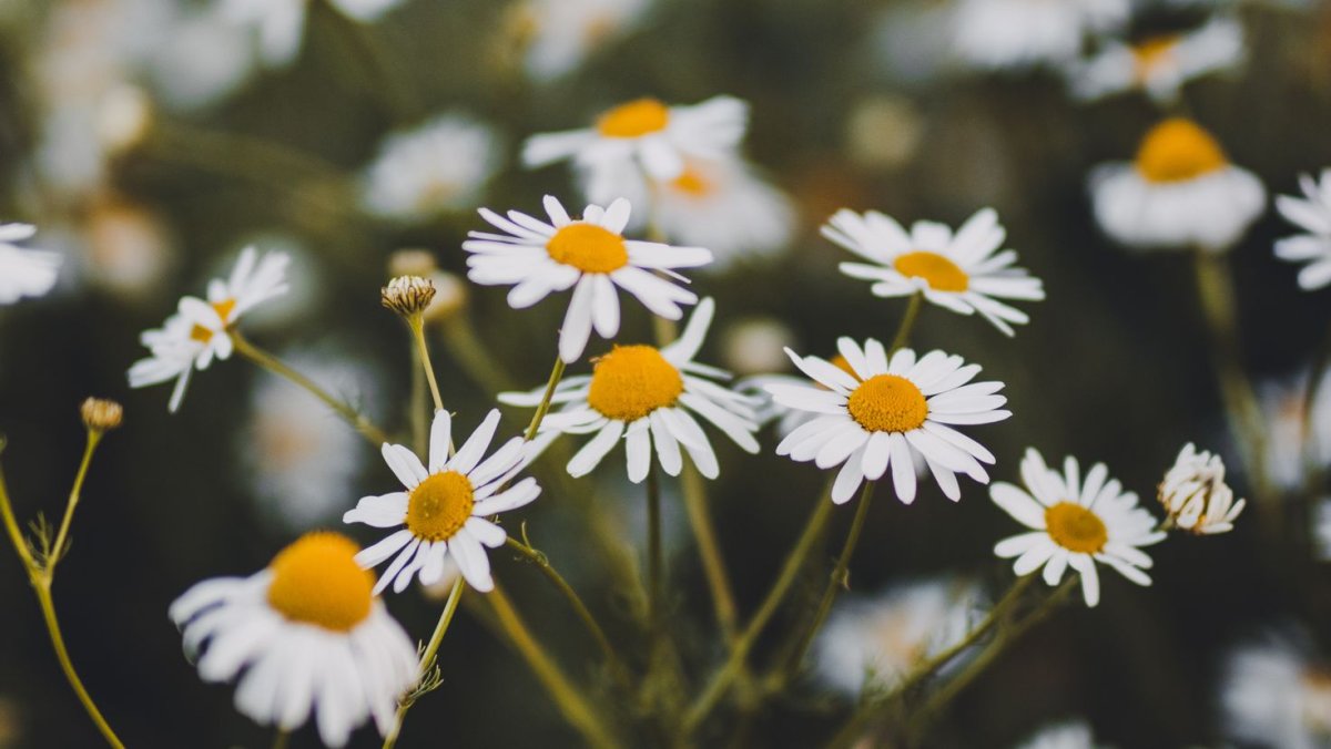 Заставка на телефон ромашки