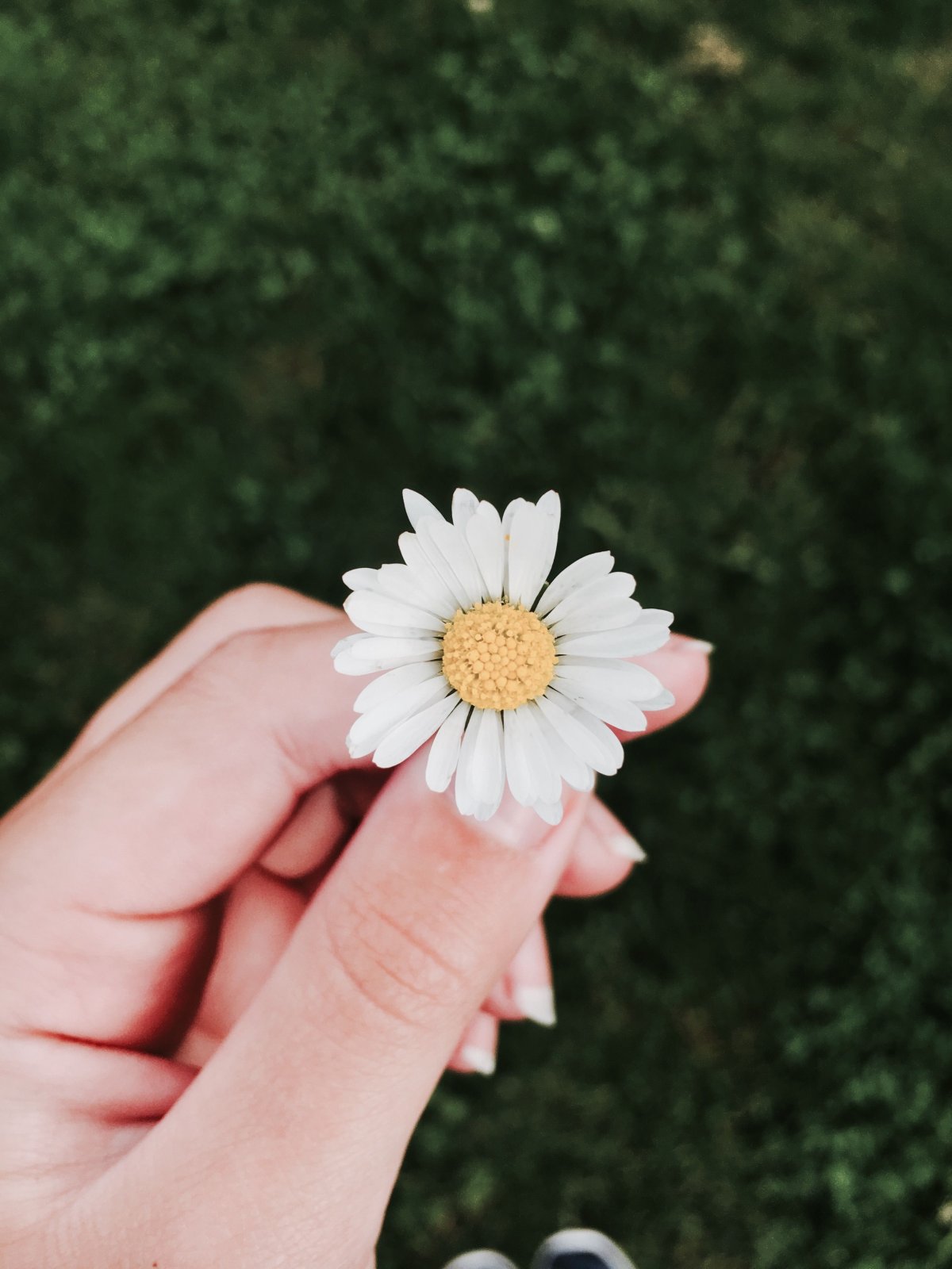 Маленькая Ромашка