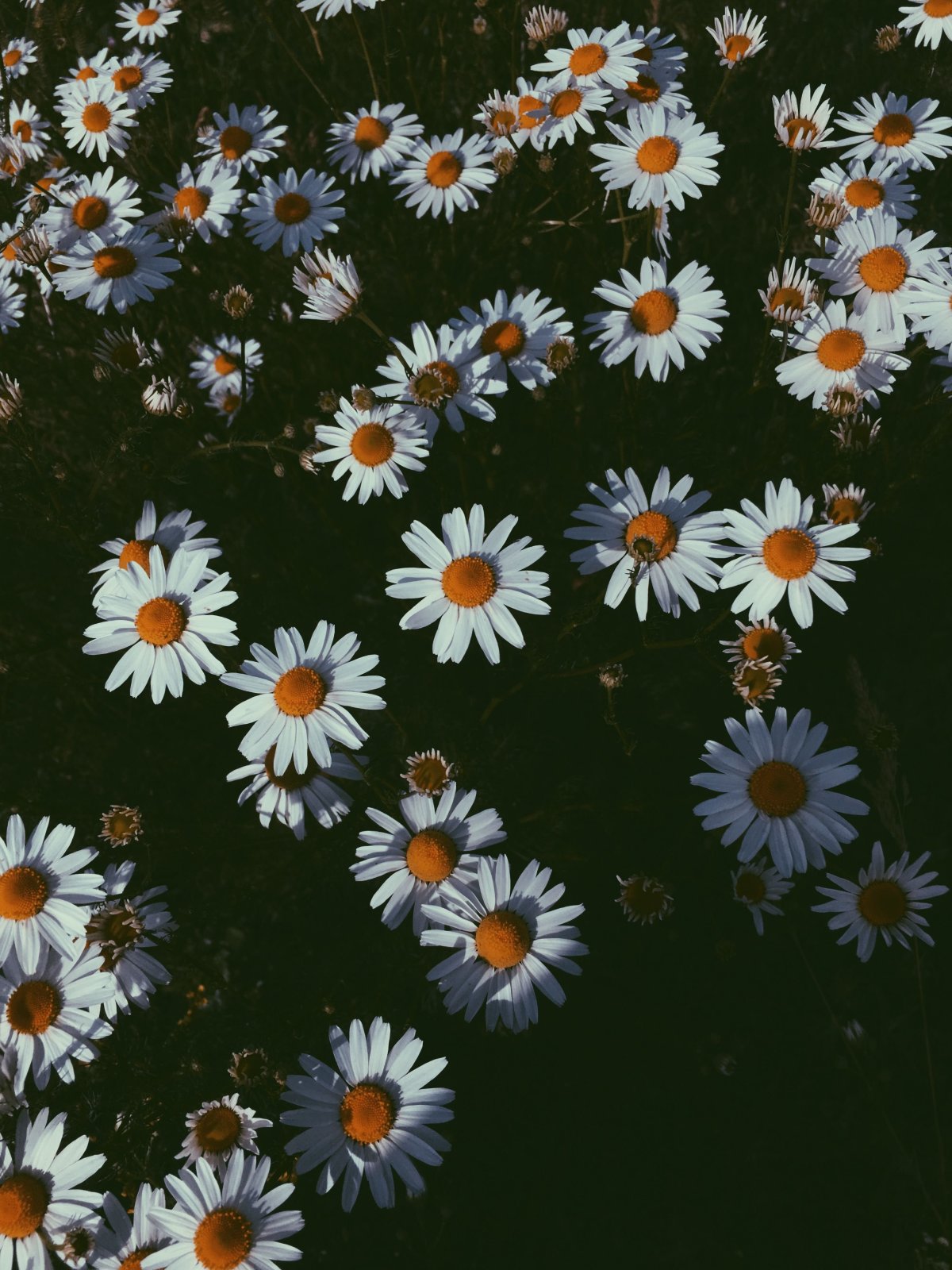 Ромашки инди КИД