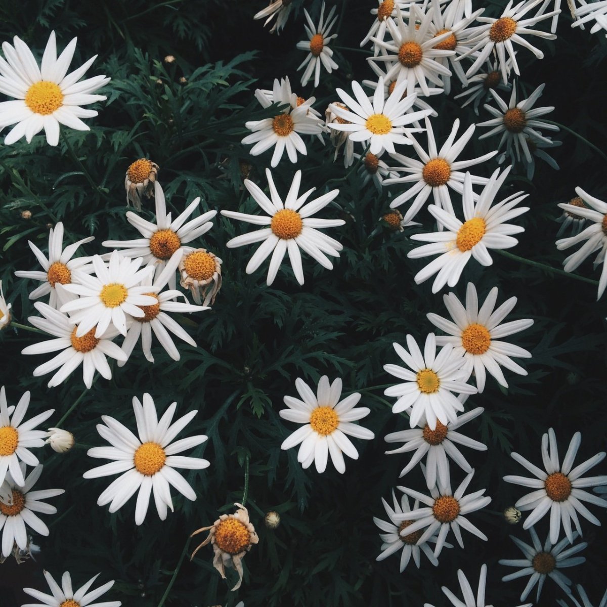 Цветы Эстетика ромашки