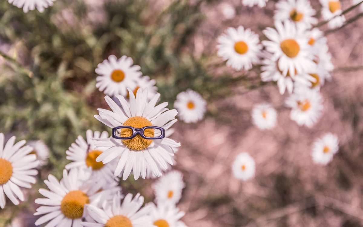 Ромашки фото