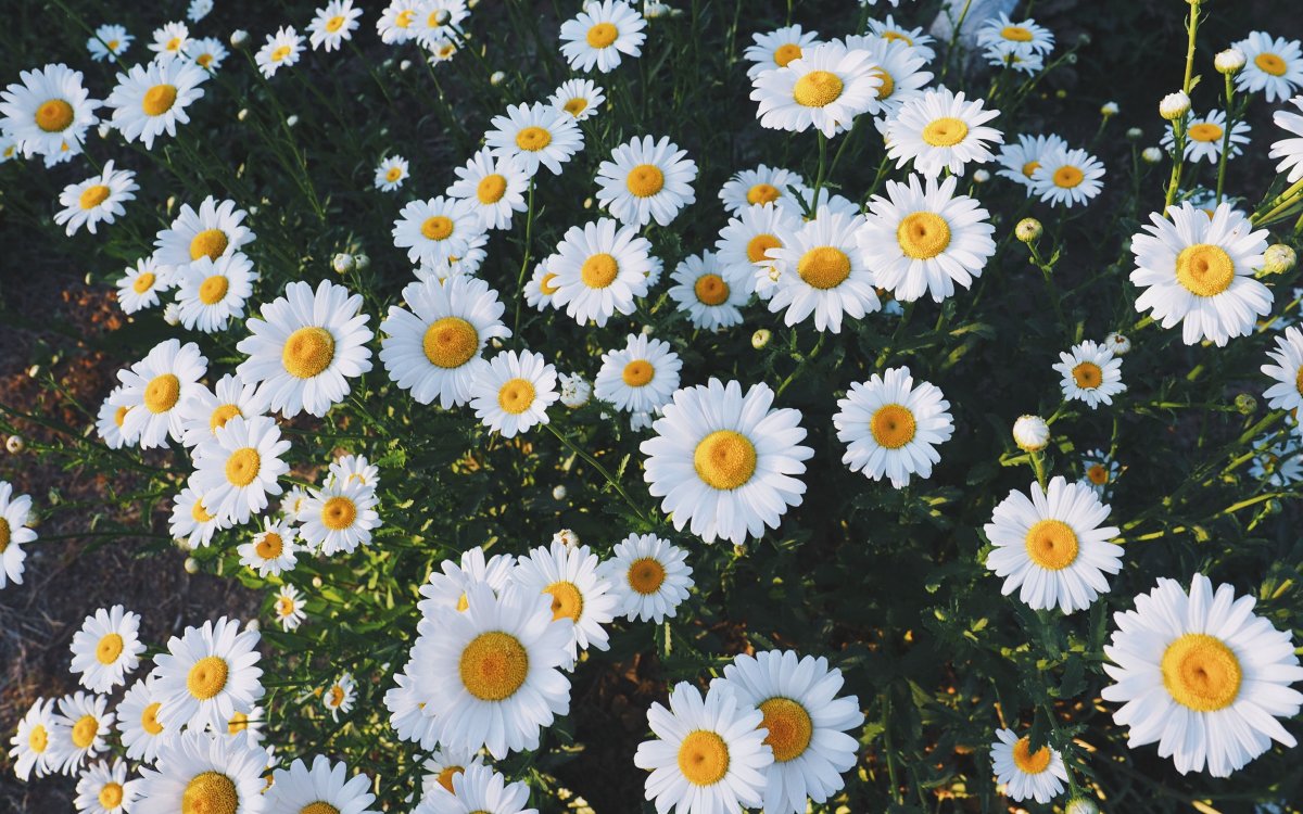 Дейзи Фловер