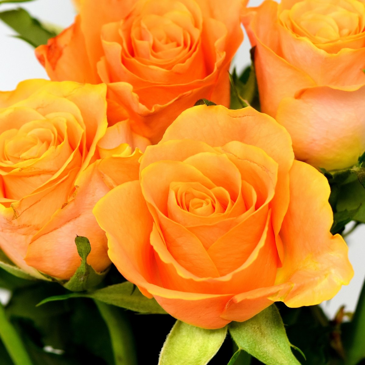 Оранжевые розы