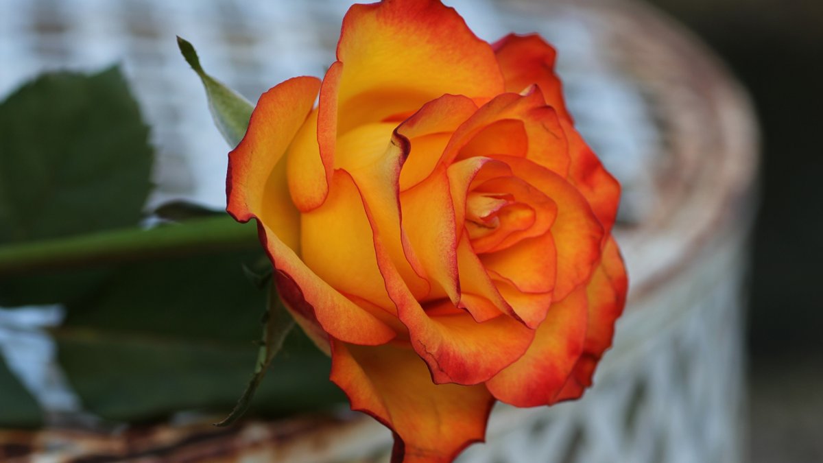 Желто оранжевые розы