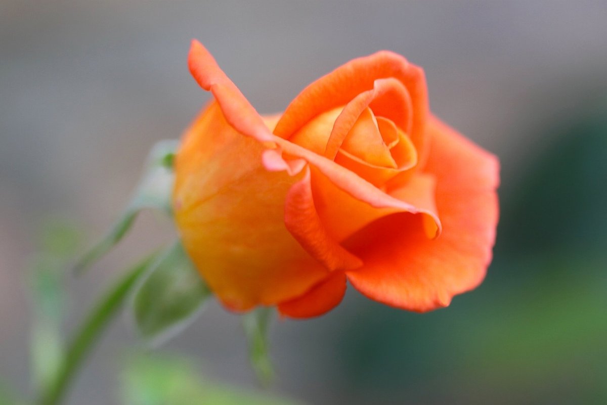 Бутон оранжевой розы