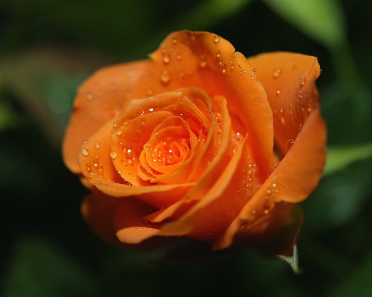 Оранжевые цветы