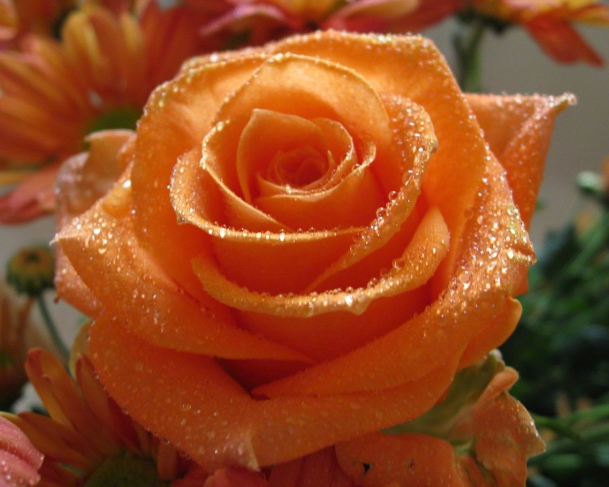 Сорт розы Луи де Фюнес