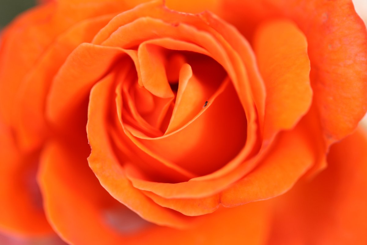 Роза бледно оранжевая