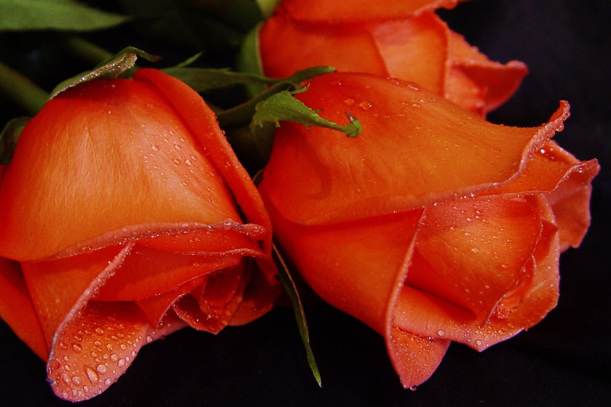 Вот и снова закат поцелуями землю ласкает