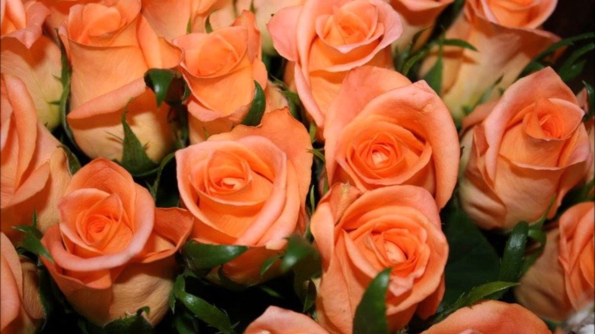 Оранжевые розы в море