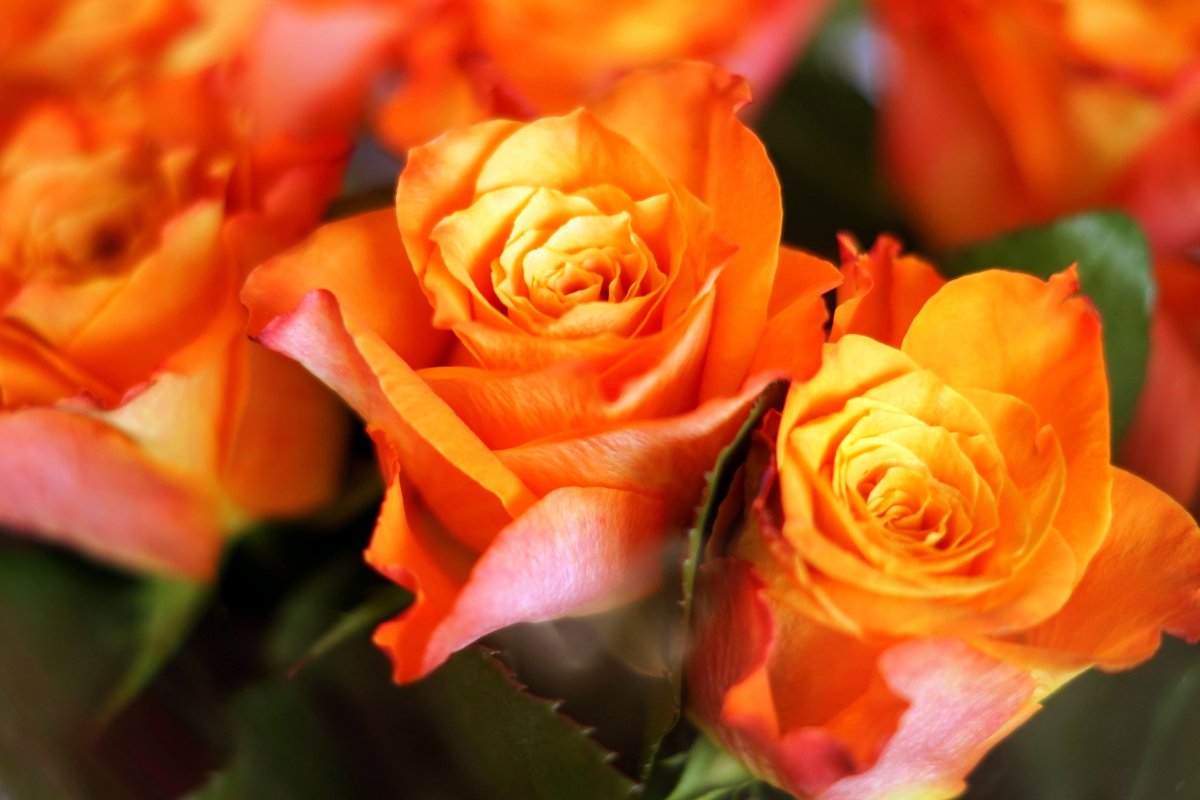 Букет цветов