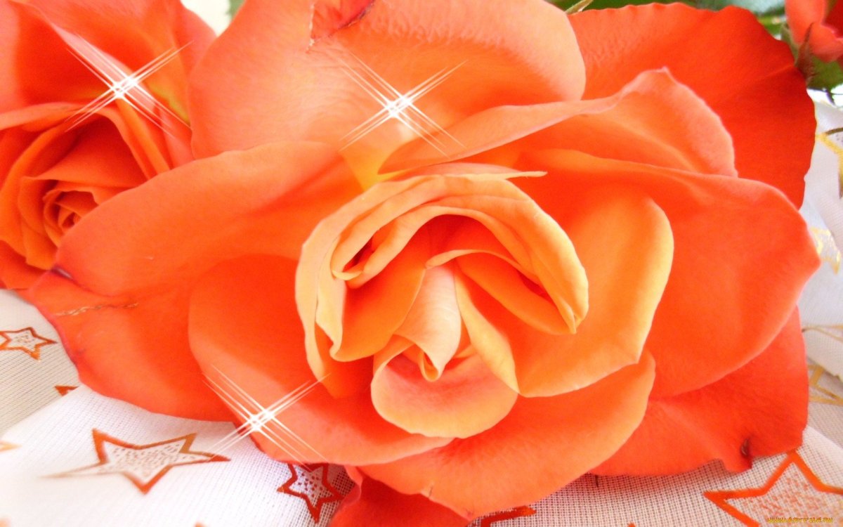 Оранжевые розы обои