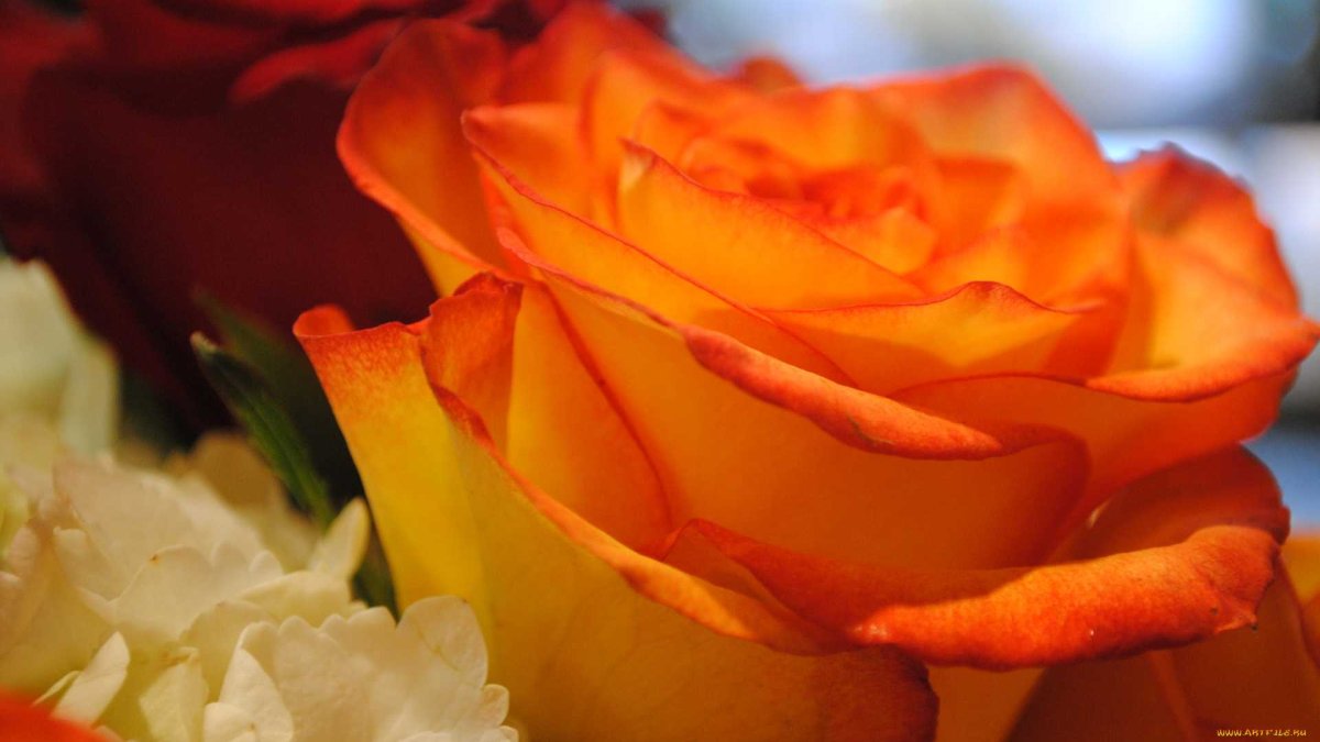 Оранжевые розы